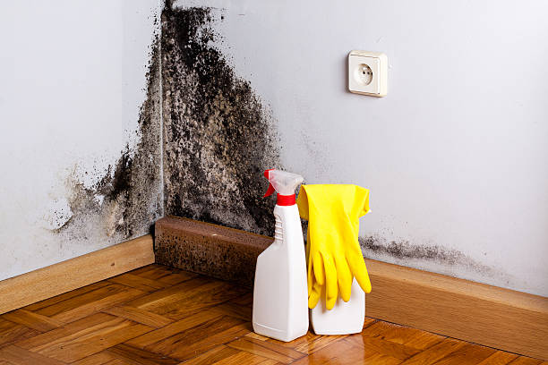 Mold Remediation for Vacation Homes in Homestead, PA